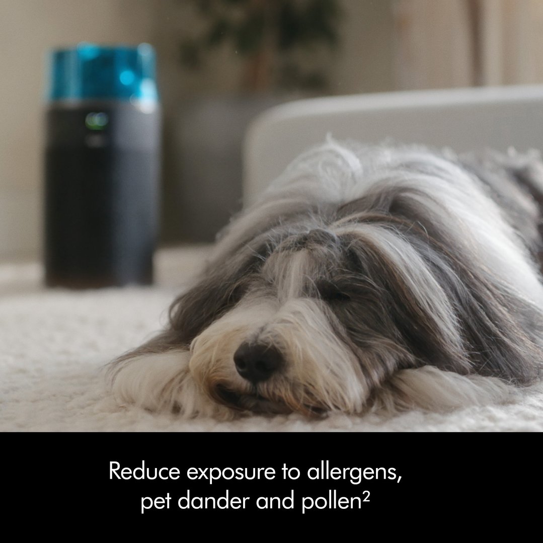 Dyson HushJet Purifier Compact next to a sleeping dog on a carpet