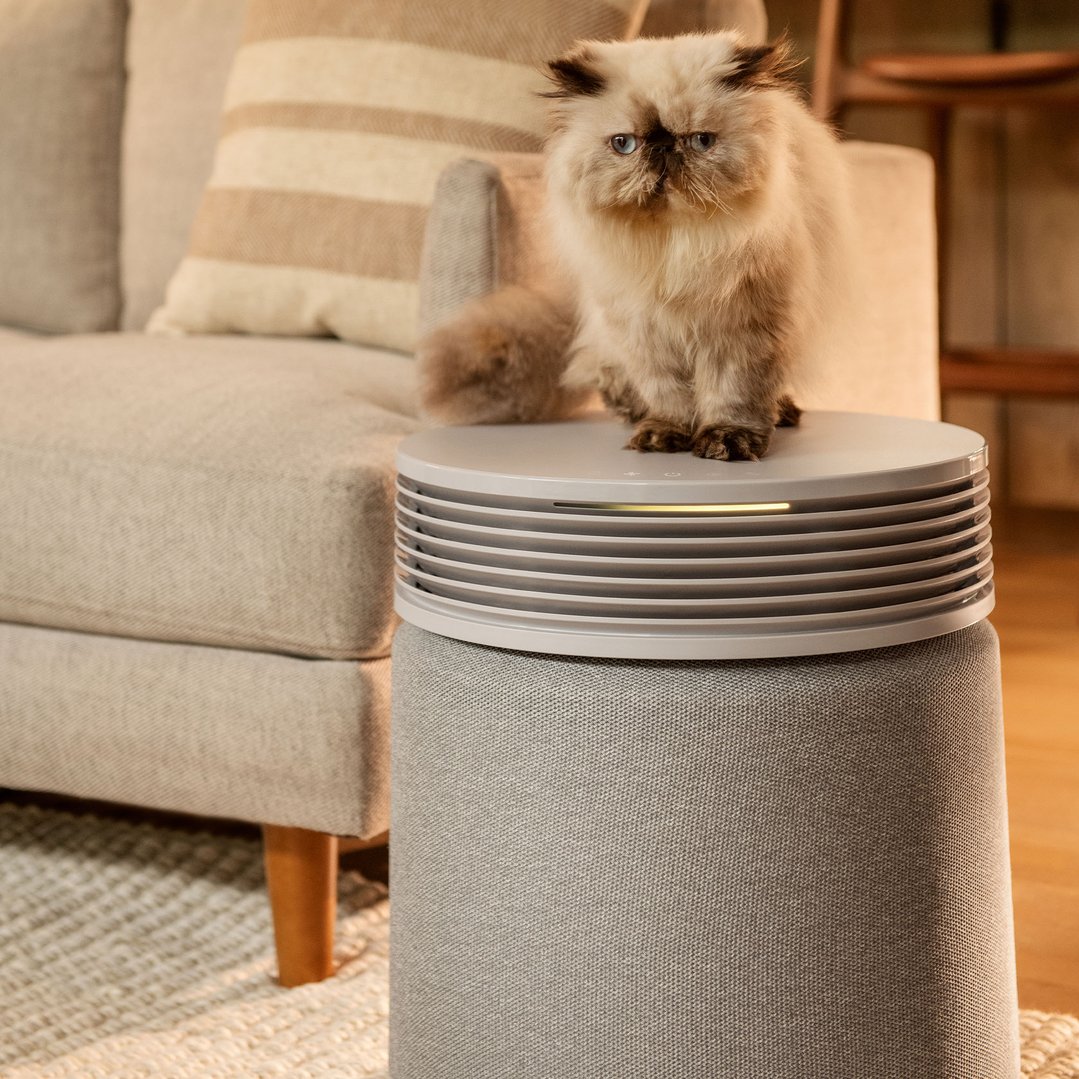 A fluffy cat sitting on a light grey air purifier in a living room