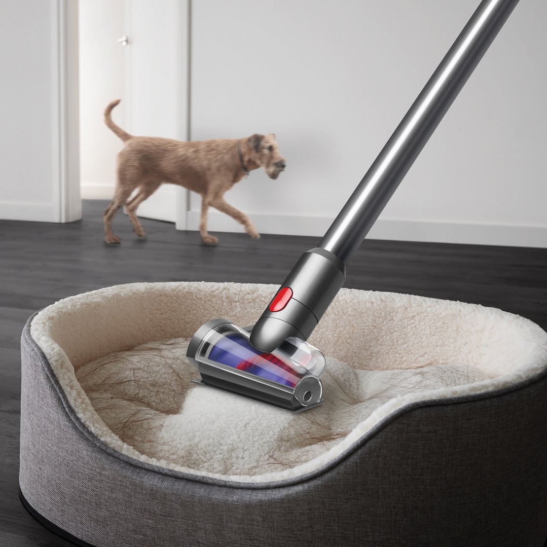 Dyson V15 Detect Absolute handstick vacuum cleaning pet hair from a dog bed